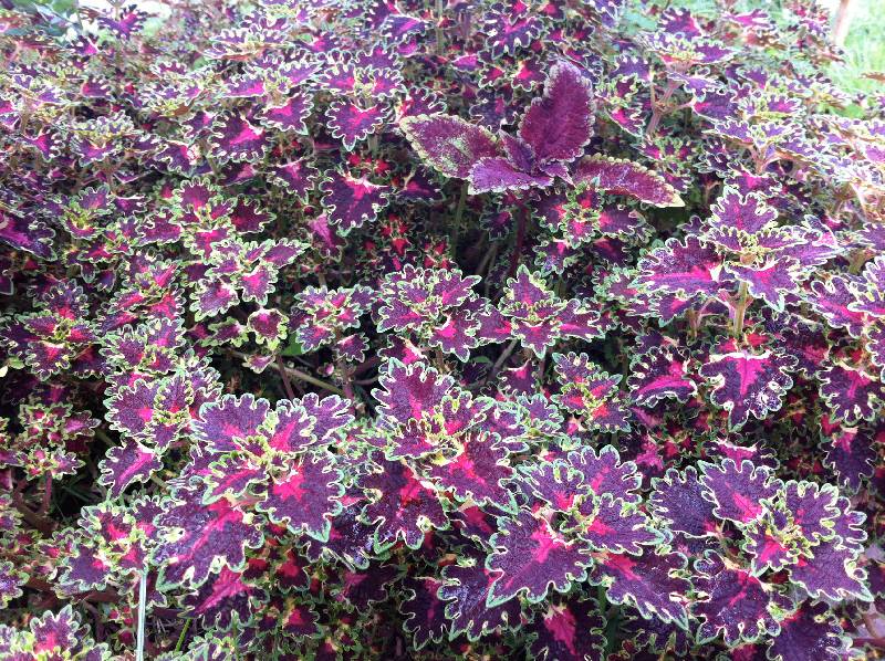 como fazer estacas de coleus para propagar