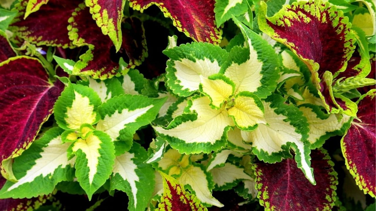 planta coleus