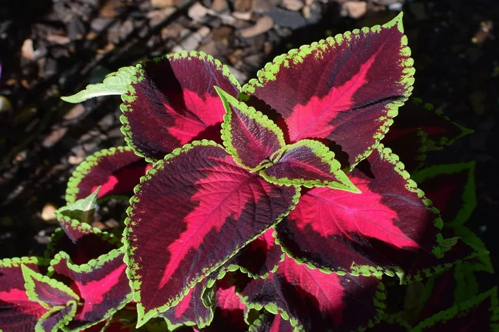 tipos de plantas coleus para jardim