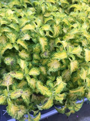 coleus vs begônia qual escolher