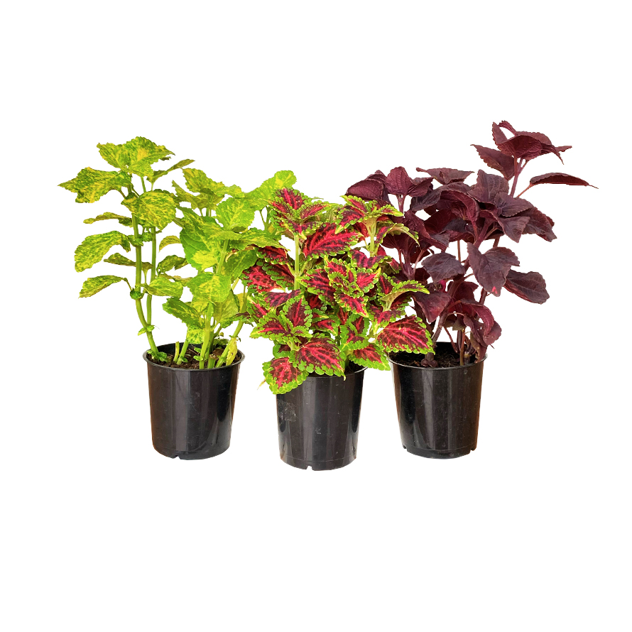quanto custa uma muda de coleus