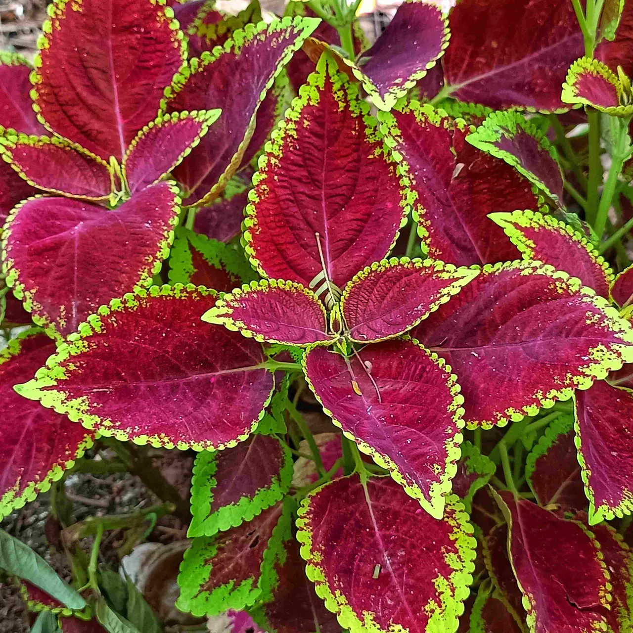 como fazer estacas de coleus para propagar