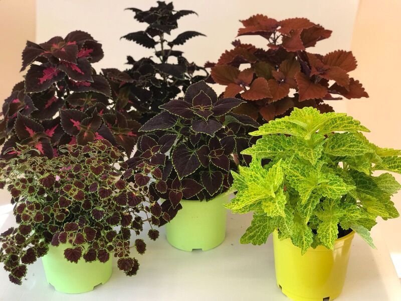 tipos de plantas coleus para jardim