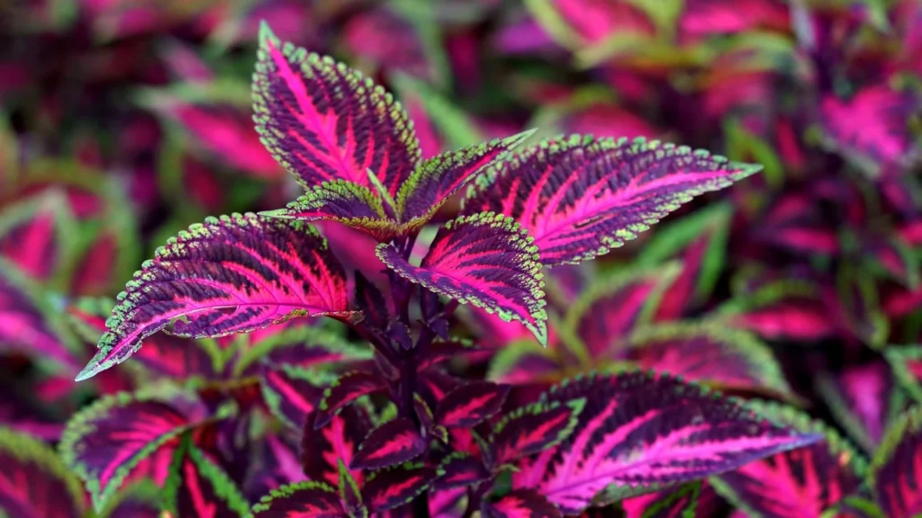 coleus vs begônia qual escolher