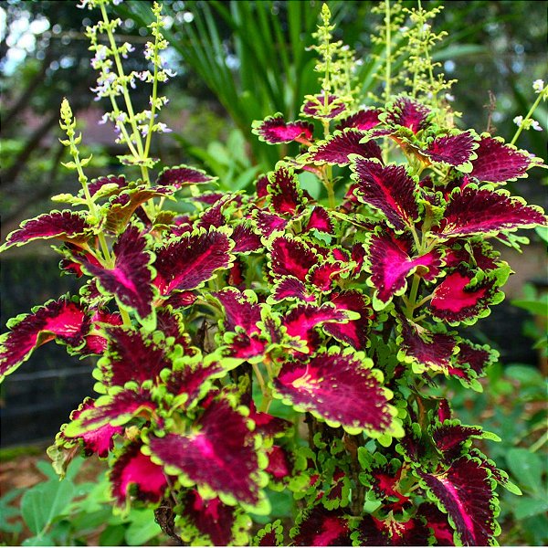 coleus vs begônia qual escolher