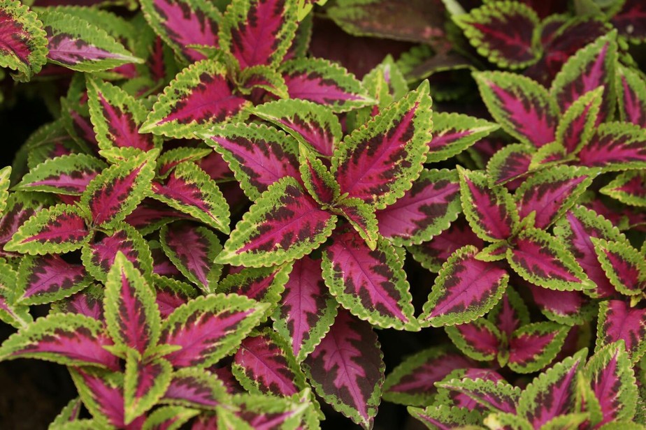 tipos de plantas coleus para jardim