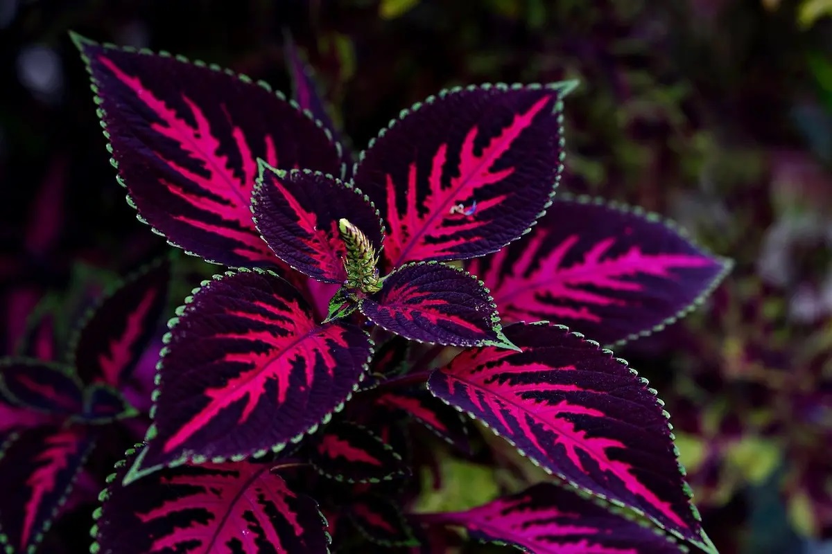 coleus vs begônia qual escolher