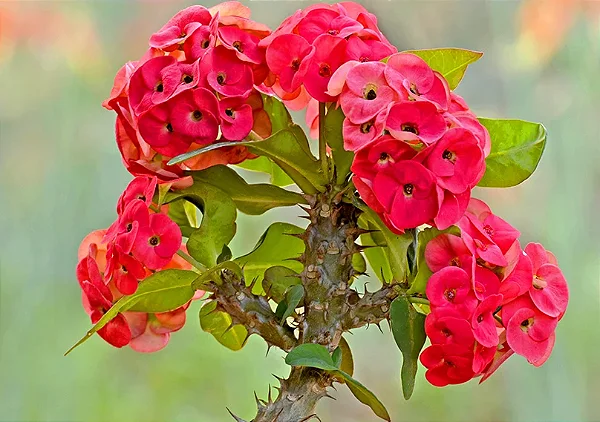 Euphorbia milii cuidados