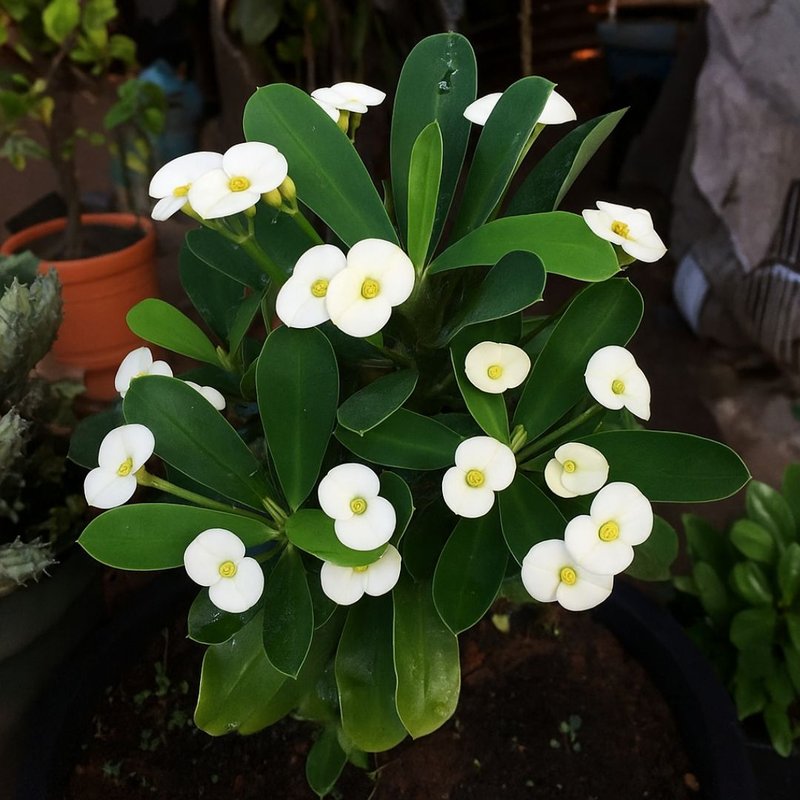Coroa de Cristo planta tóxica