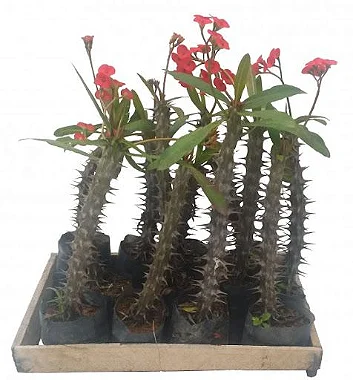 Como cuidar da planta Coroa de Cristo