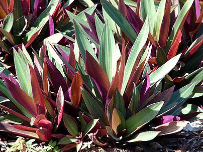 colocasia vs cordyline qual escolher