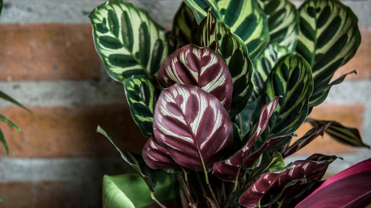 preço de mudas de plantas roxas grandes