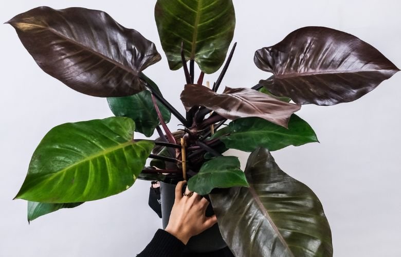 como cultivar colocasia black magic em vaso
