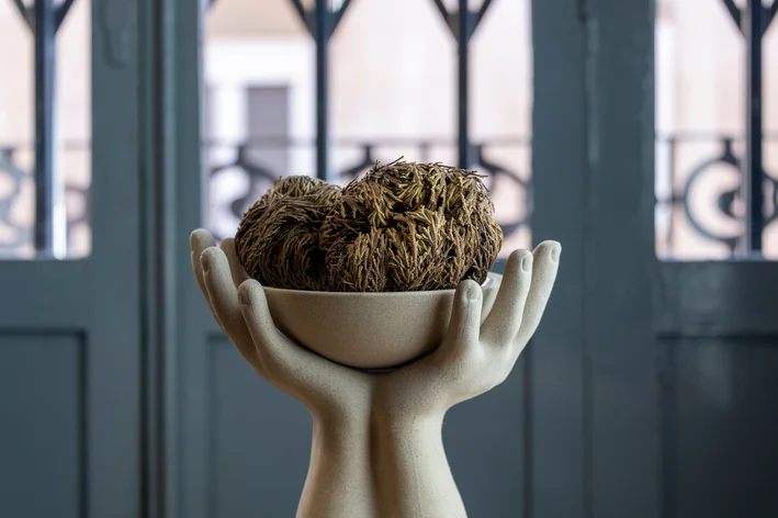 planta da ressurreição