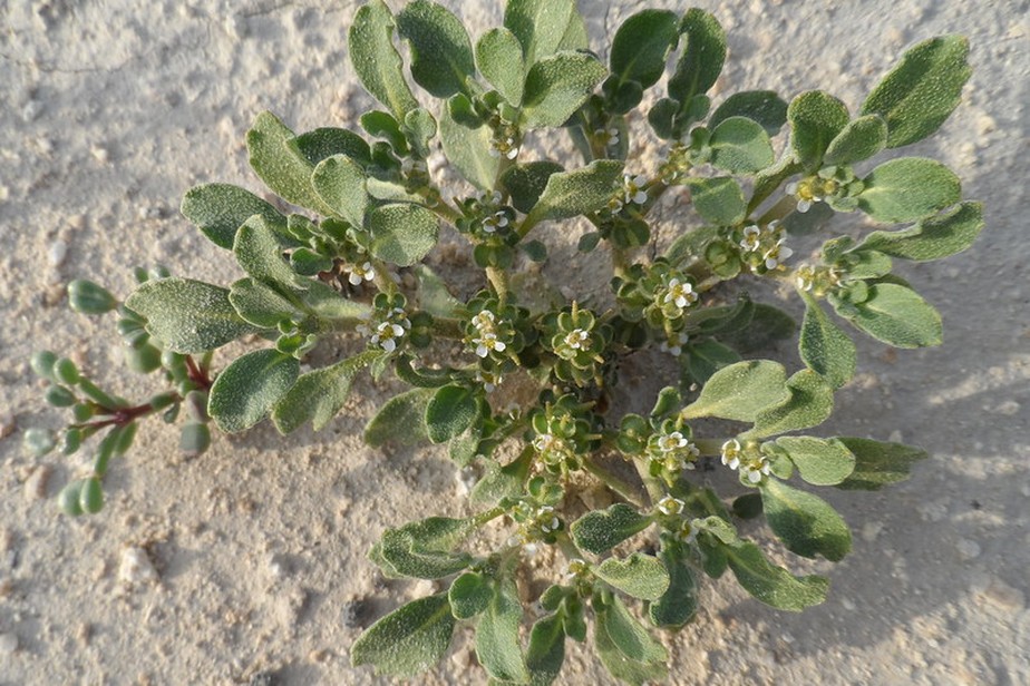 erros comuns ao cuidar da planta da ressurreição