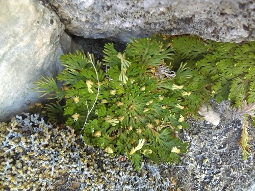 rosa de jerico vs selaginella lepidophylla