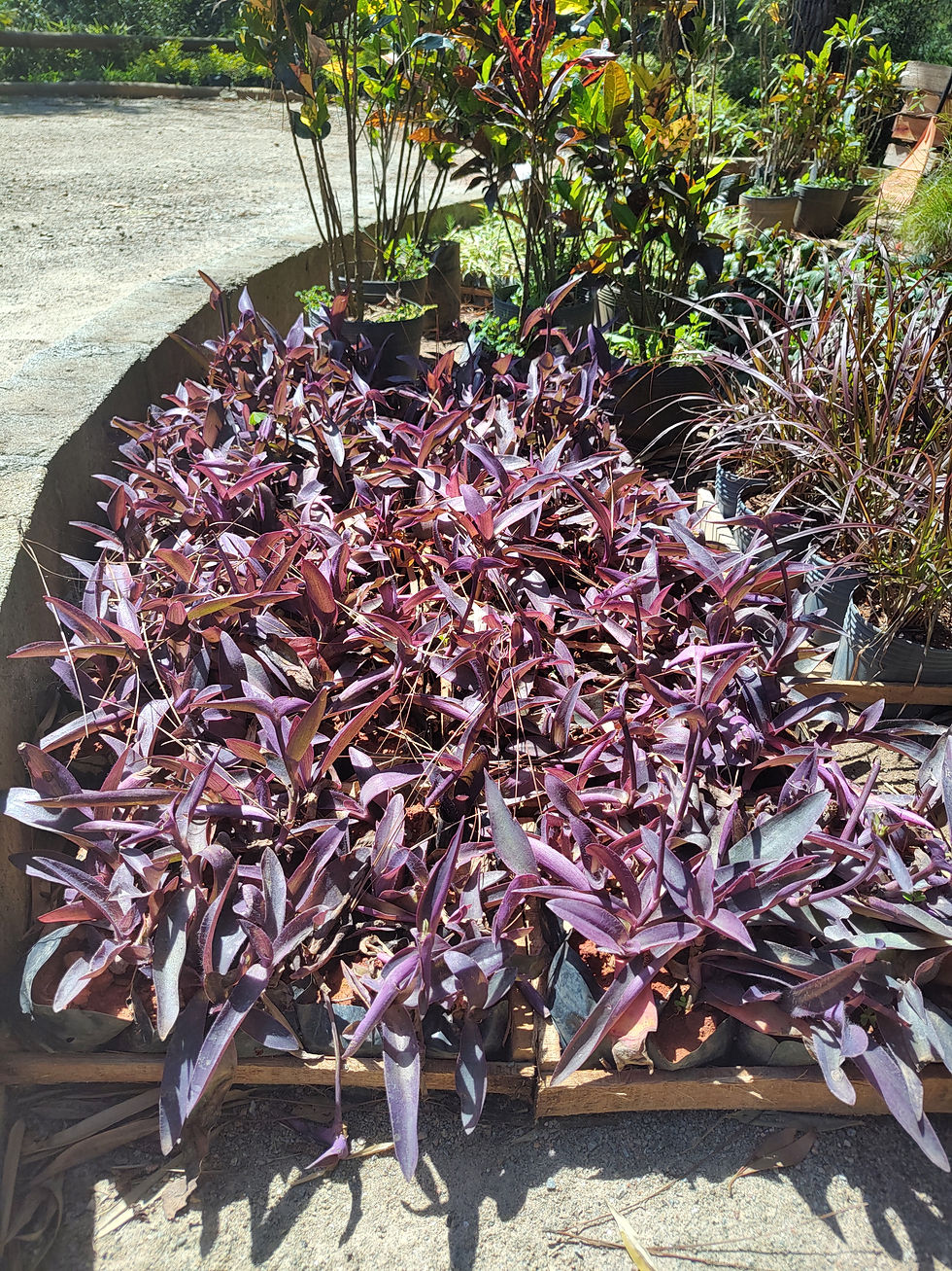 plantas rasteiras para sol pleno