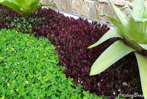 plantas rasteiras para sol pleno