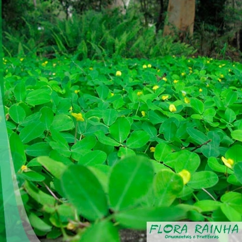 plantas para jardim com sol o dia todo