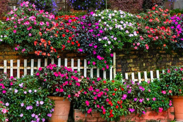 flores de forração para sol