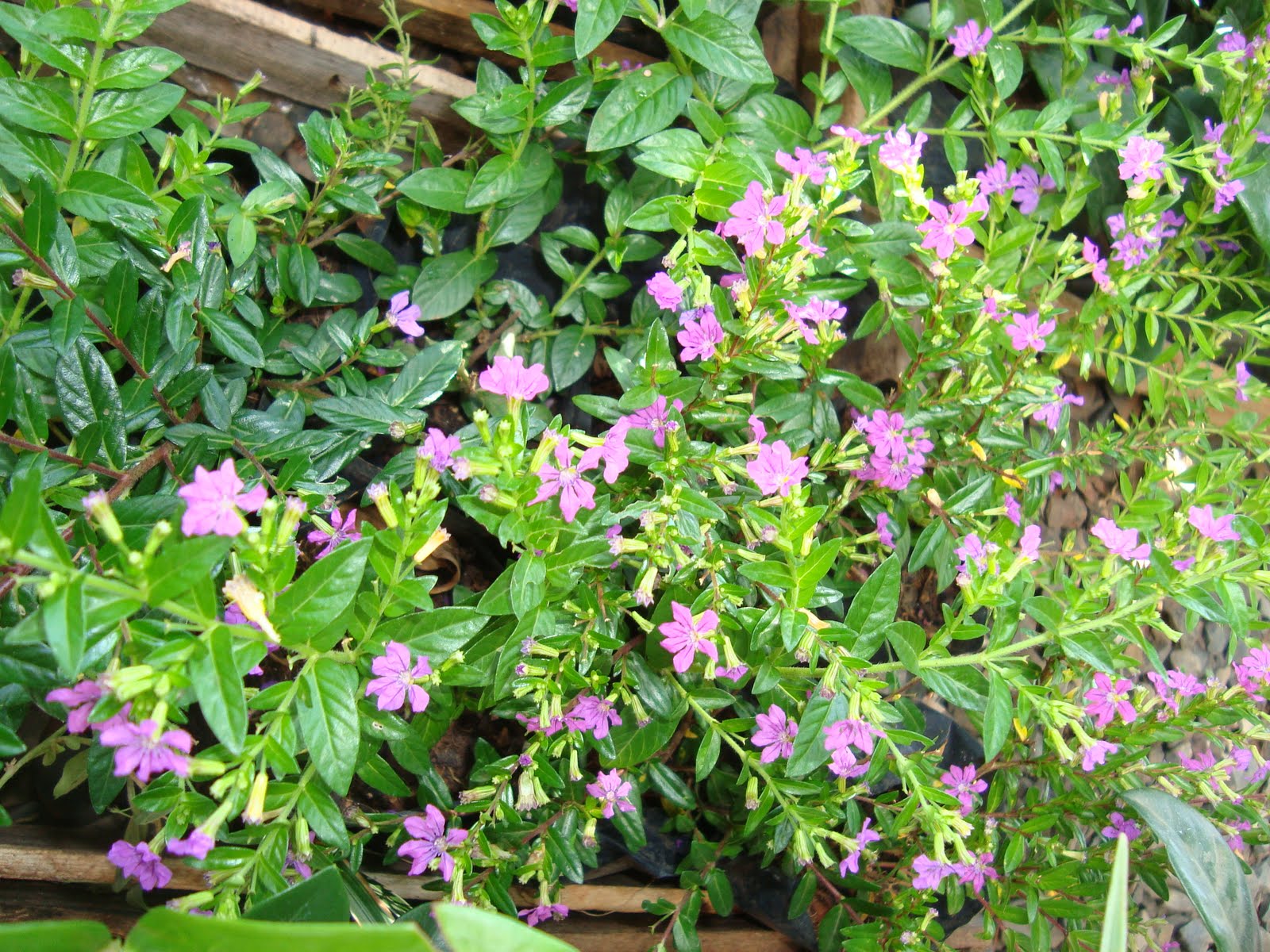 forrações resistentes ao sol