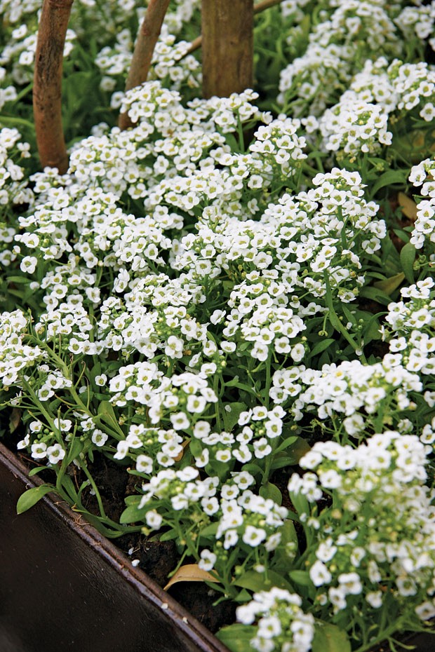 plantas que gostam de sol pleno