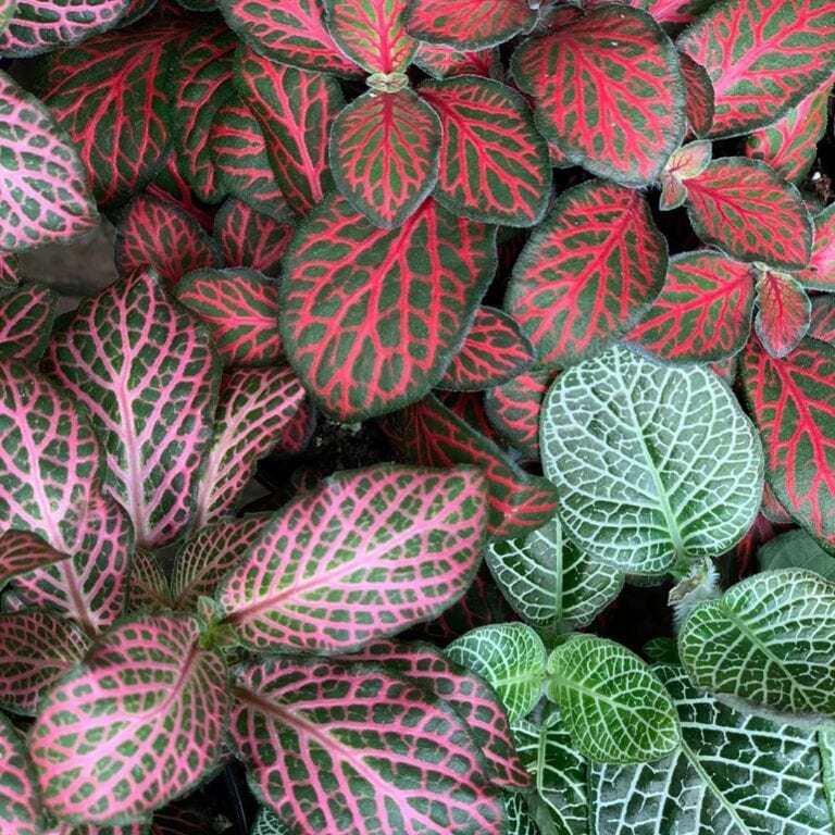 forração para taludes ensolarados