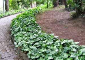 jardim de sol pleno com forrações