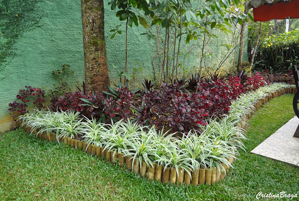 plantas para cobrir o solo no sol