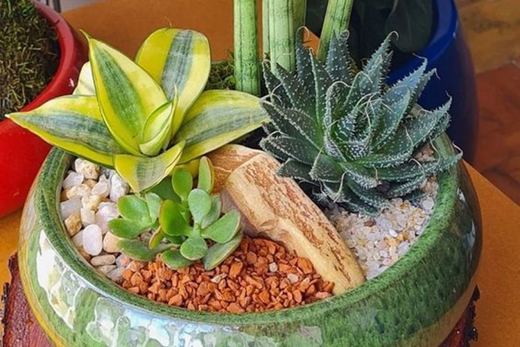 plantas para todas as estações