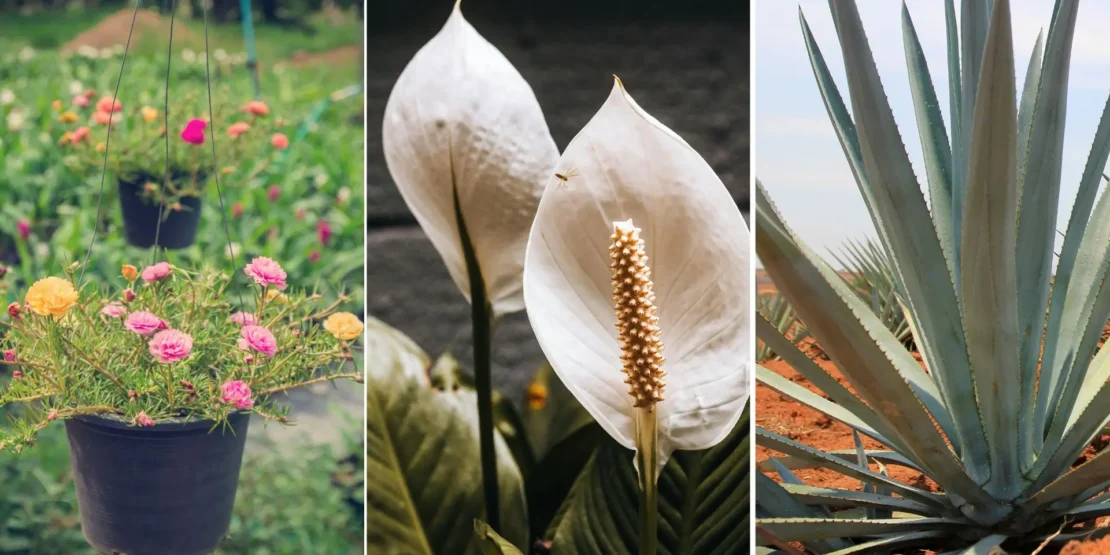 plantas de jardim resistentes