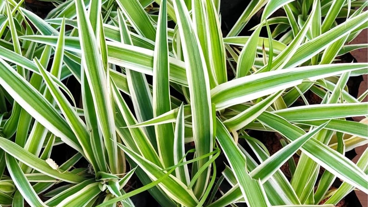 plantas para fachada de casa