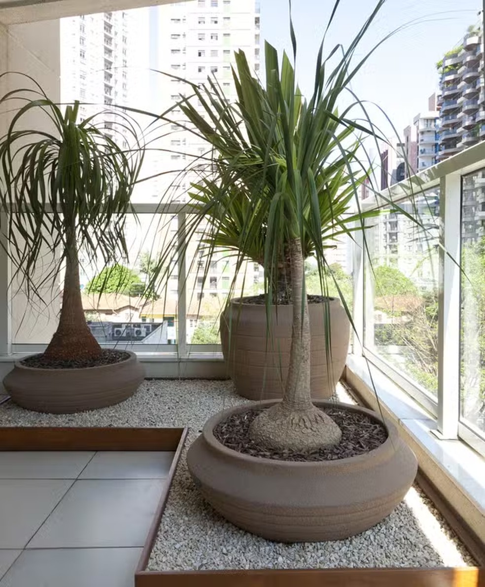 planta de sombra para sala