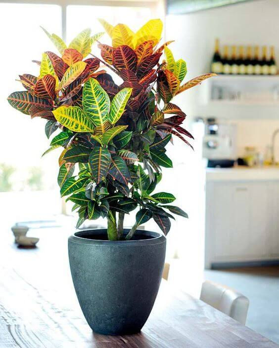 melhores plantas de sombra para sala pequena