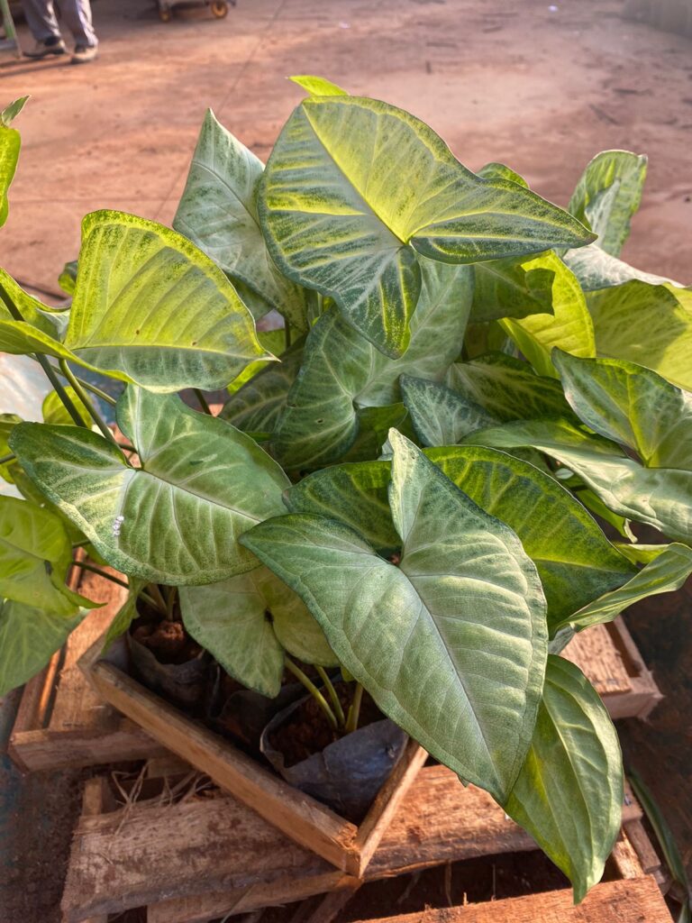 erros comuns ao cuidar de plantas de sombra na sala