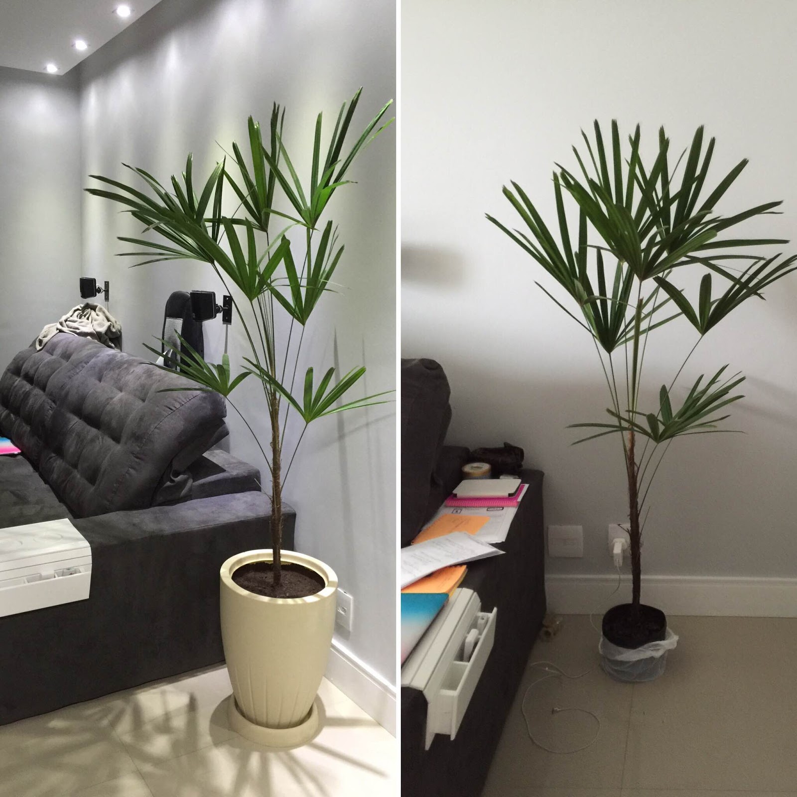quanto custa uma planta de sombra para sala