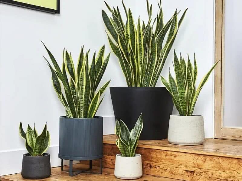 planta de sombra para sala