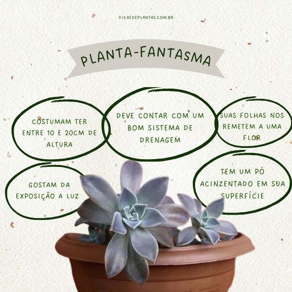 plantas fantasma para iniciantes