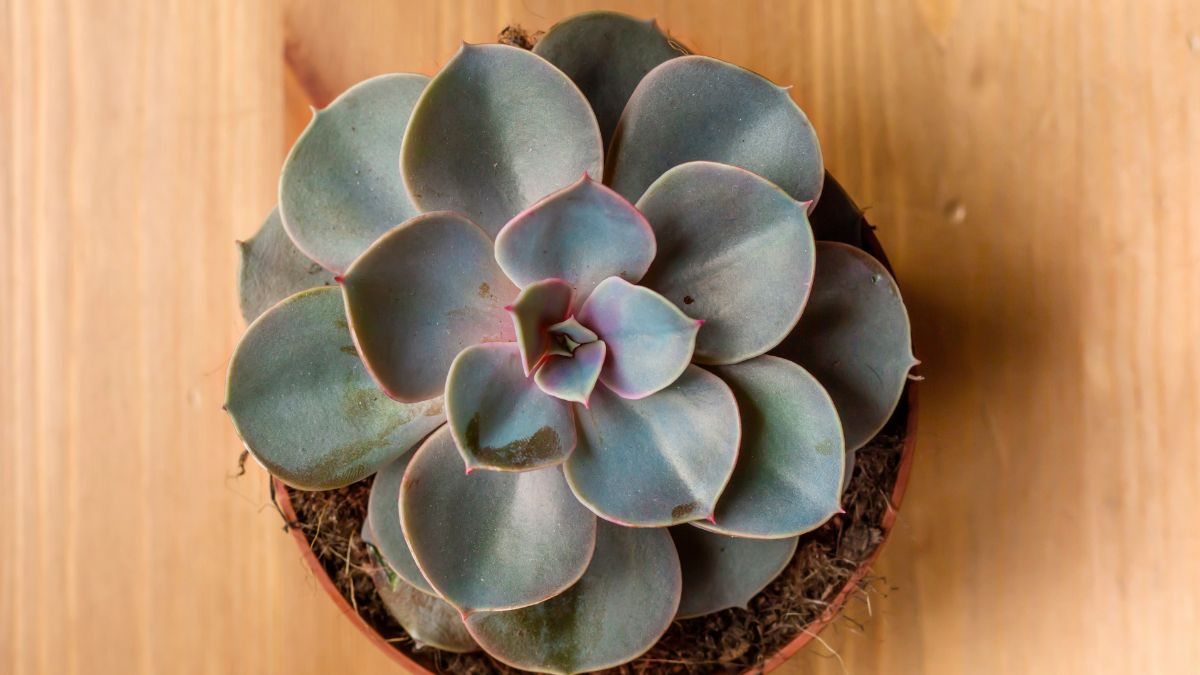 planta fantasma em vaso suspenso