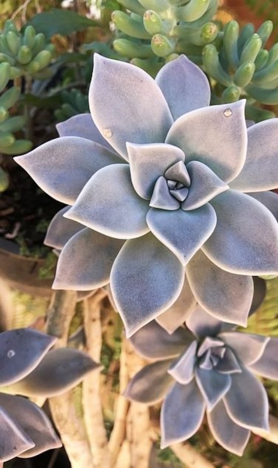 plantas fantasma para iniciantes