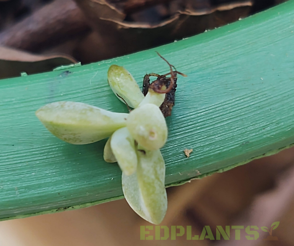 planta fantasma vs echeveria