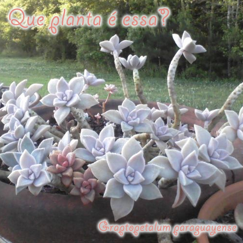 planta fantasma em vaso suspenso