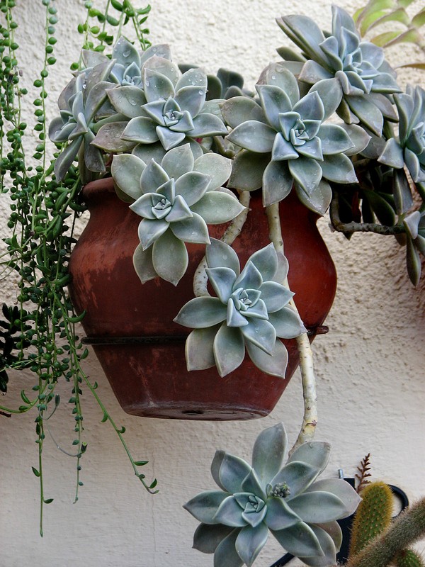 planta fantasma vs echeveria