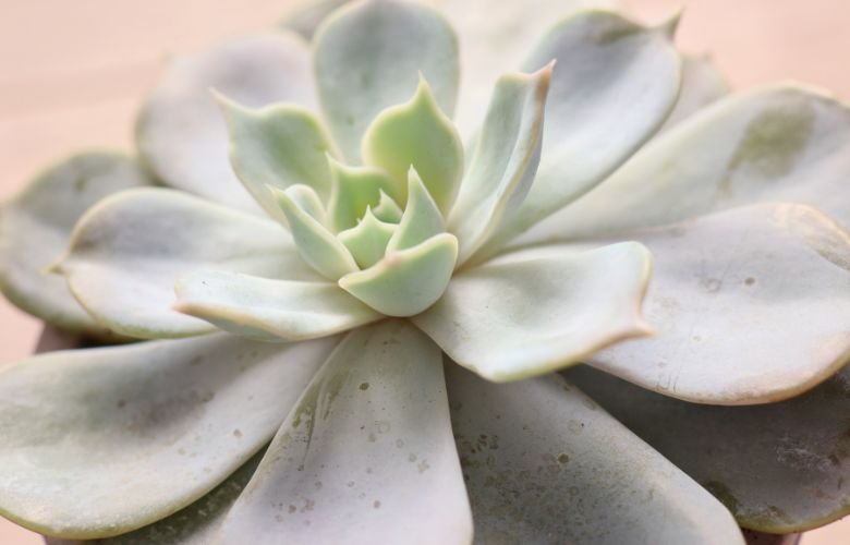 quanto custa uma muda de planta fantasma