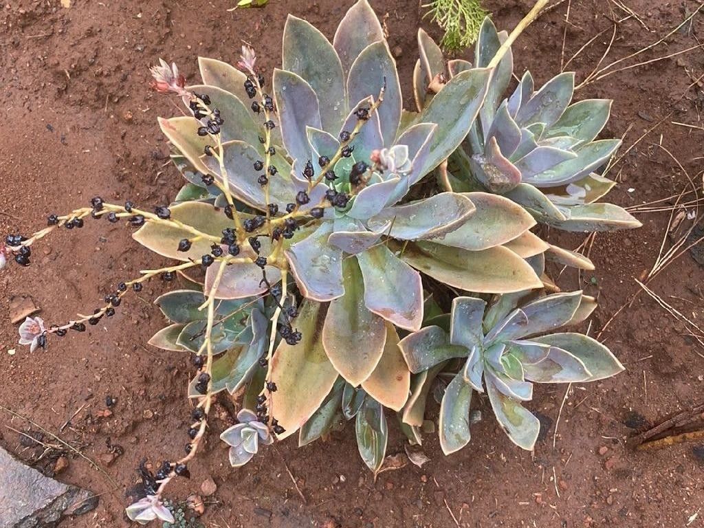 planta fantasma em vaso suspenso
