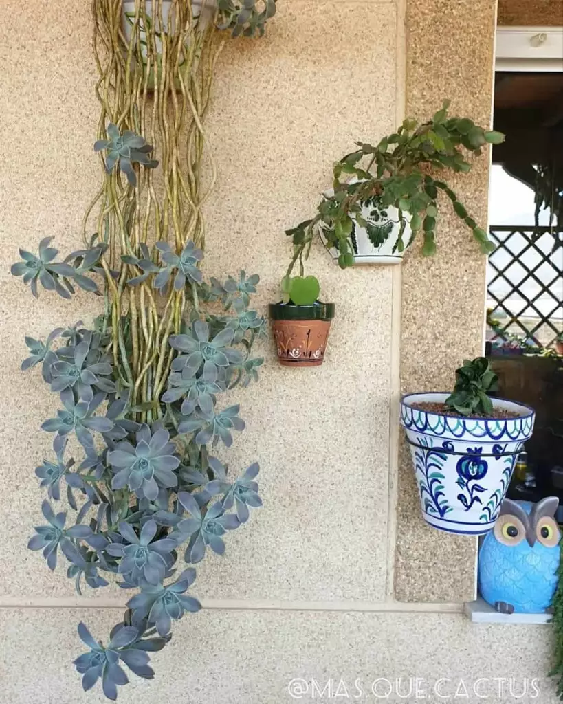 planta fantasma vs echeveria