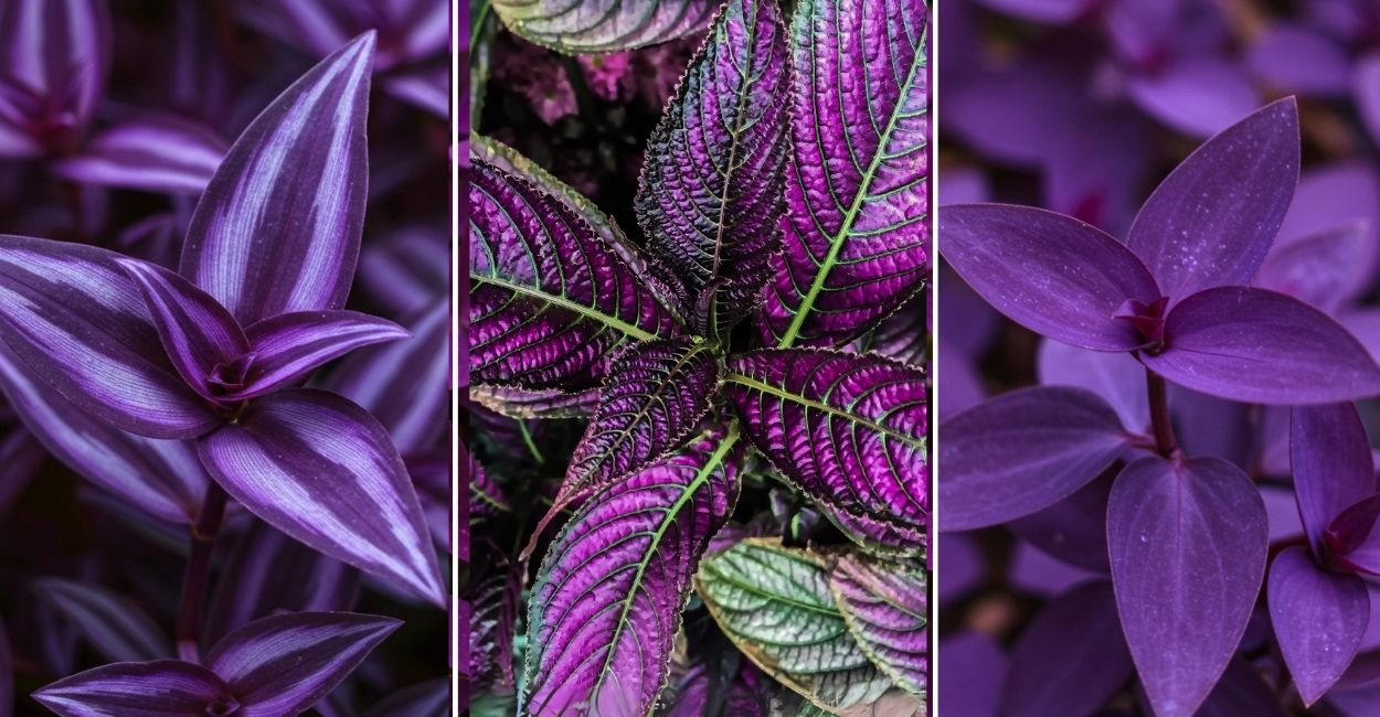 Plantas roxas para jardim