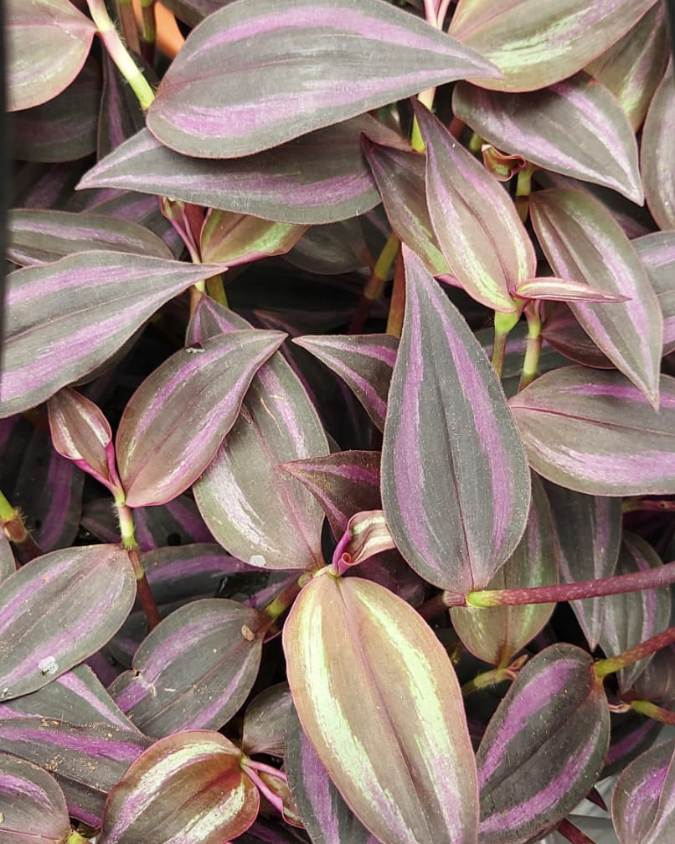 Plantas com folhas coloridas