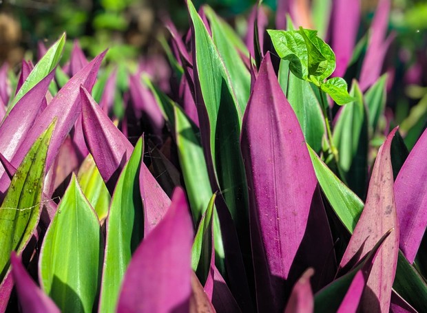 Plantas de interior com folhas roxas