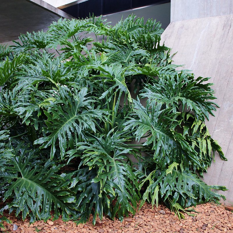 philodendron bipinnatifidum cuidados